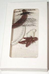 Chocolate Dipped Insects - CandyFavorites