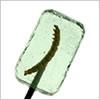 Watermelon Lollipop with Worm - CandyFavorites
