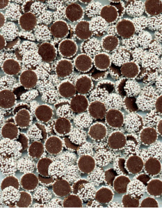 Sno Caps or mini milk chocolate nonpareils are mini mountains of chocolate!