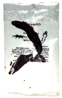 Worm and Cricket Chocolate Covered - CandyFavorites