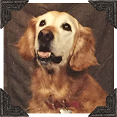 Nugget passed away in 2004 but served as the faithful CandyFavorites Mascot for 15.5 years! She was a very good dog!